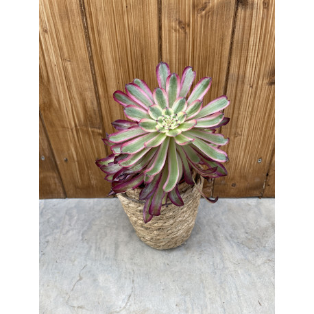 Aeonium "mardi gras"