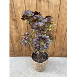 Aeonium arboreum atropurpureum