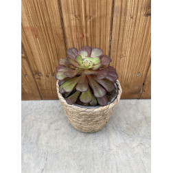 Aeonium arboreum velours