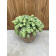 Sedum morganianum