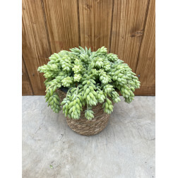 Sedum morganianum