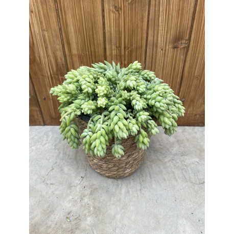 Sedum morganianum