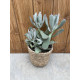 Cotyledon orbiculata "silver peak"