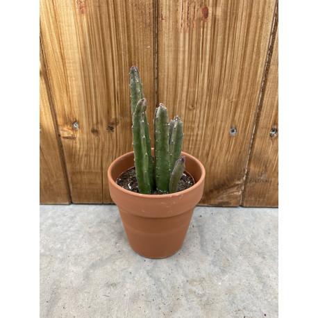 Stapelia hirsuta