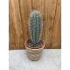 Pachycereus pringley