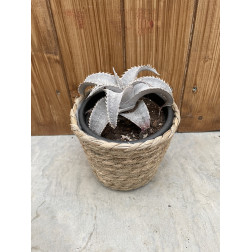 Dyckia marnier lapostollei