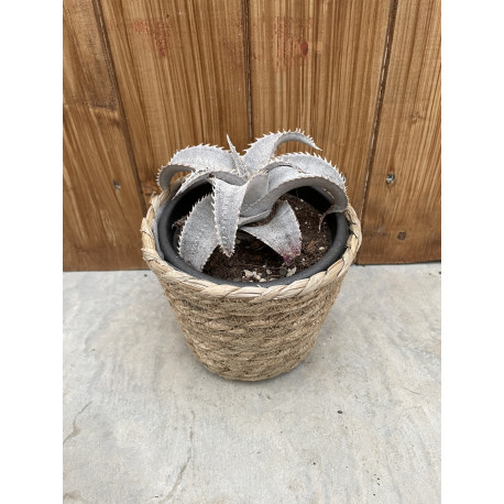 Dyckia marnier lapostollei