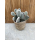 Opuntia microdasys blanche