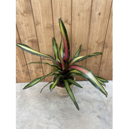 Neoregelia 'pimiento'