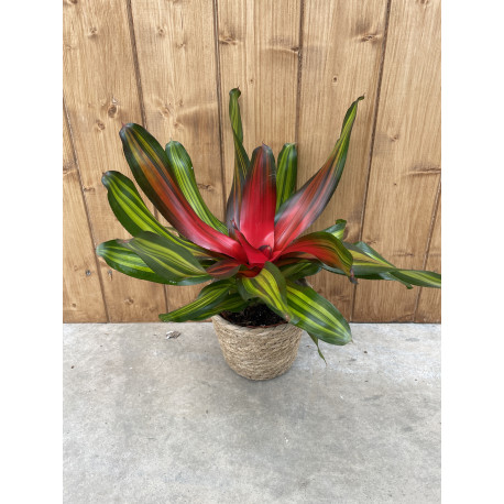 Neoregelia 'freddie'