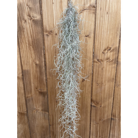 Tillandsia usneoides