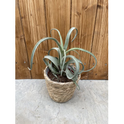 Tillandsia curly slim