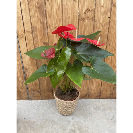 Anthurium rouge