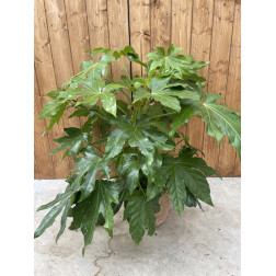 Fatsia japonica