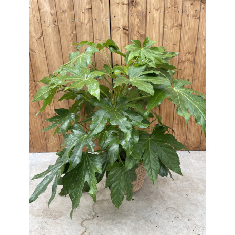 Fatsia japonica