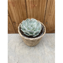 Echeveria glauca