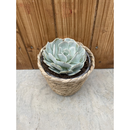 Echeveria glauca