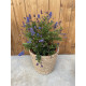 Ceanothus concha