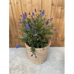 Ceanothus concha