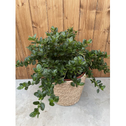 Ceanothus yankee