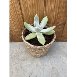 Dudleya greenei