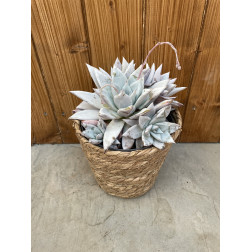 Echeveria colorata mexican giant