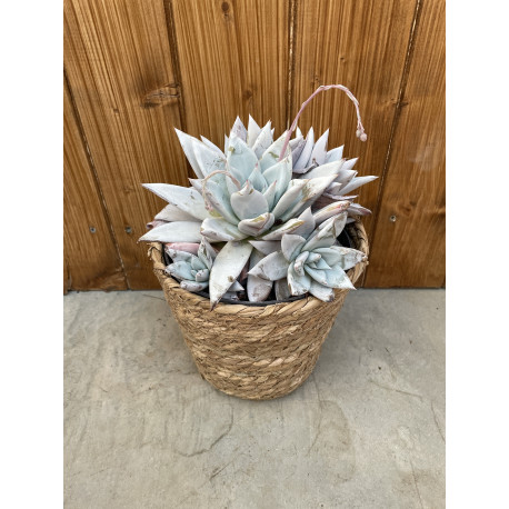 Echeveria colorata mexican giant