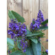 Hardenbergia comptoniana