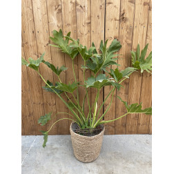 Philodendron selloum