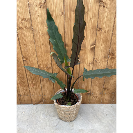 Alocasia lauterbachiana