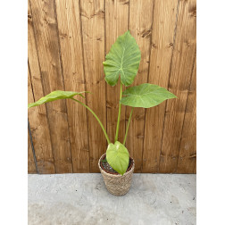 Alocasia gageana