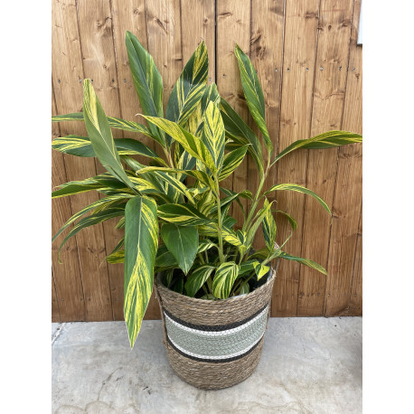 Alpinia zerumbet variegata