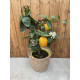 Citronnier de Meyer. Citrus lemon 'Meyer'