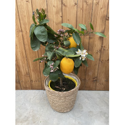 Citronnier de Meyer. Citrus lemon 'Meyer'