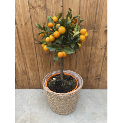 Kumquat rond- Marumi. Fortunella margarita