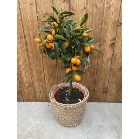 Kumquat long
