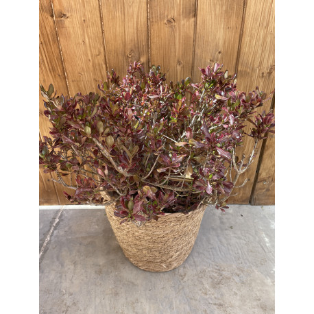 Coprosma chocolate soldier