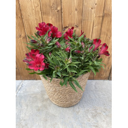 Alstroemeria