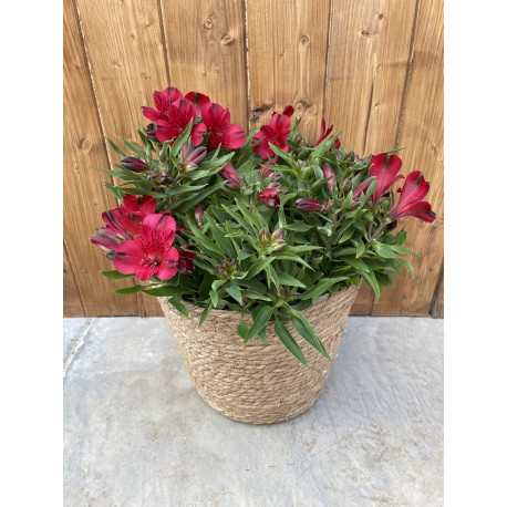 Alstroemeria