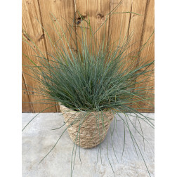 Festuca glauca