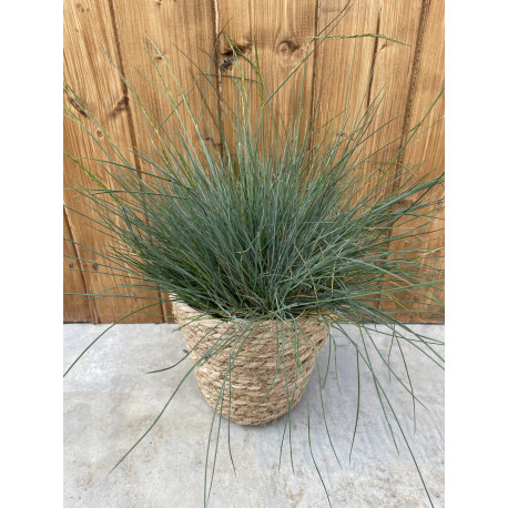 Festuca glauca