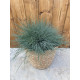 Festuca glauca