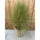 Stipa pony tails