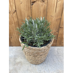 Lavandula angustifolia 'edelweiss'