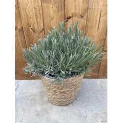 Lavandula angustifolia 'Hidcote'