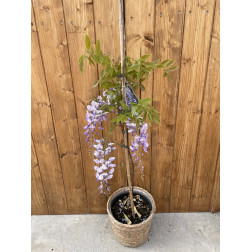 Wisteria sinensis 'Prolific'