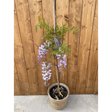 Wisteria sinensis 'Prolific'