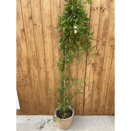 Solanum jasminoides