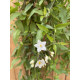 Solanum jasminoides