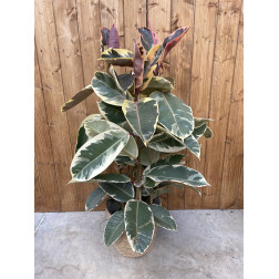 Ficus elastica